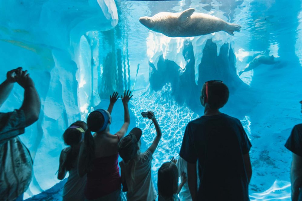 Kids look through the glass and into the salt water tank to see a seal at the Detroit Zoo.