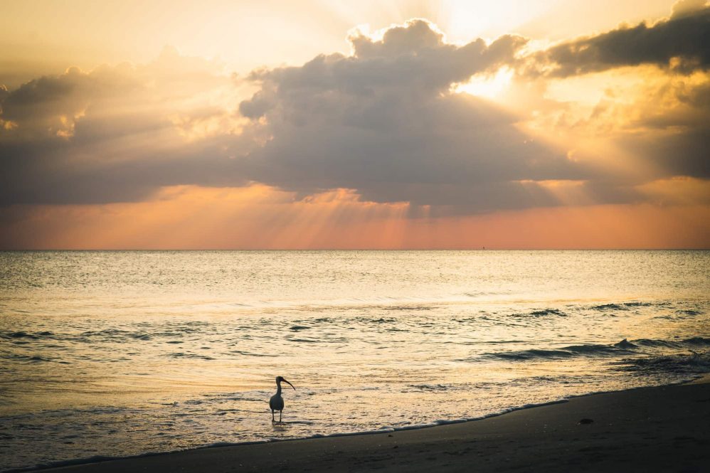 A bird basks in the sunset here in Sarasota, Florida, USA