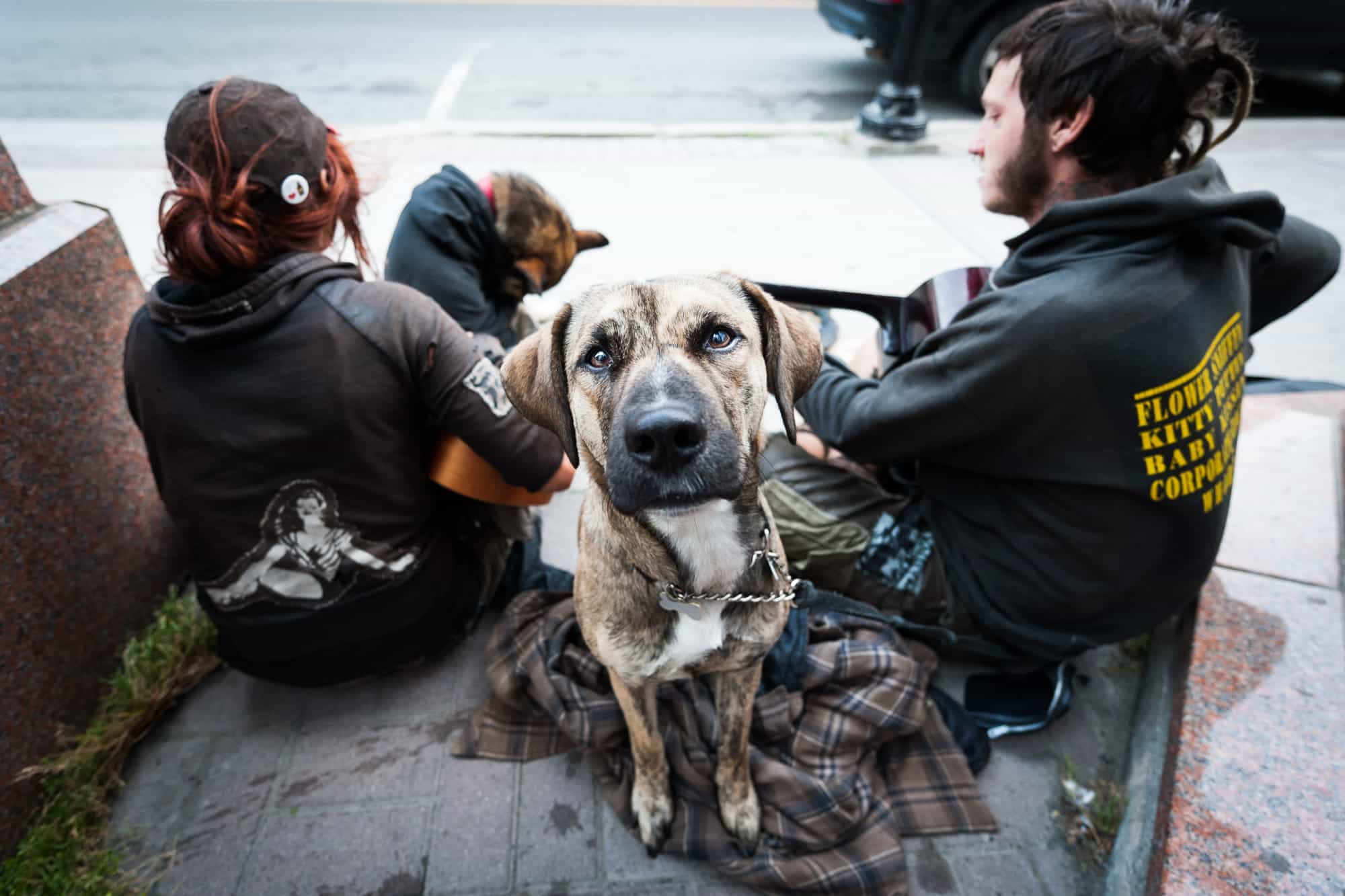 A young puppy dog happy to have his photograph taken.