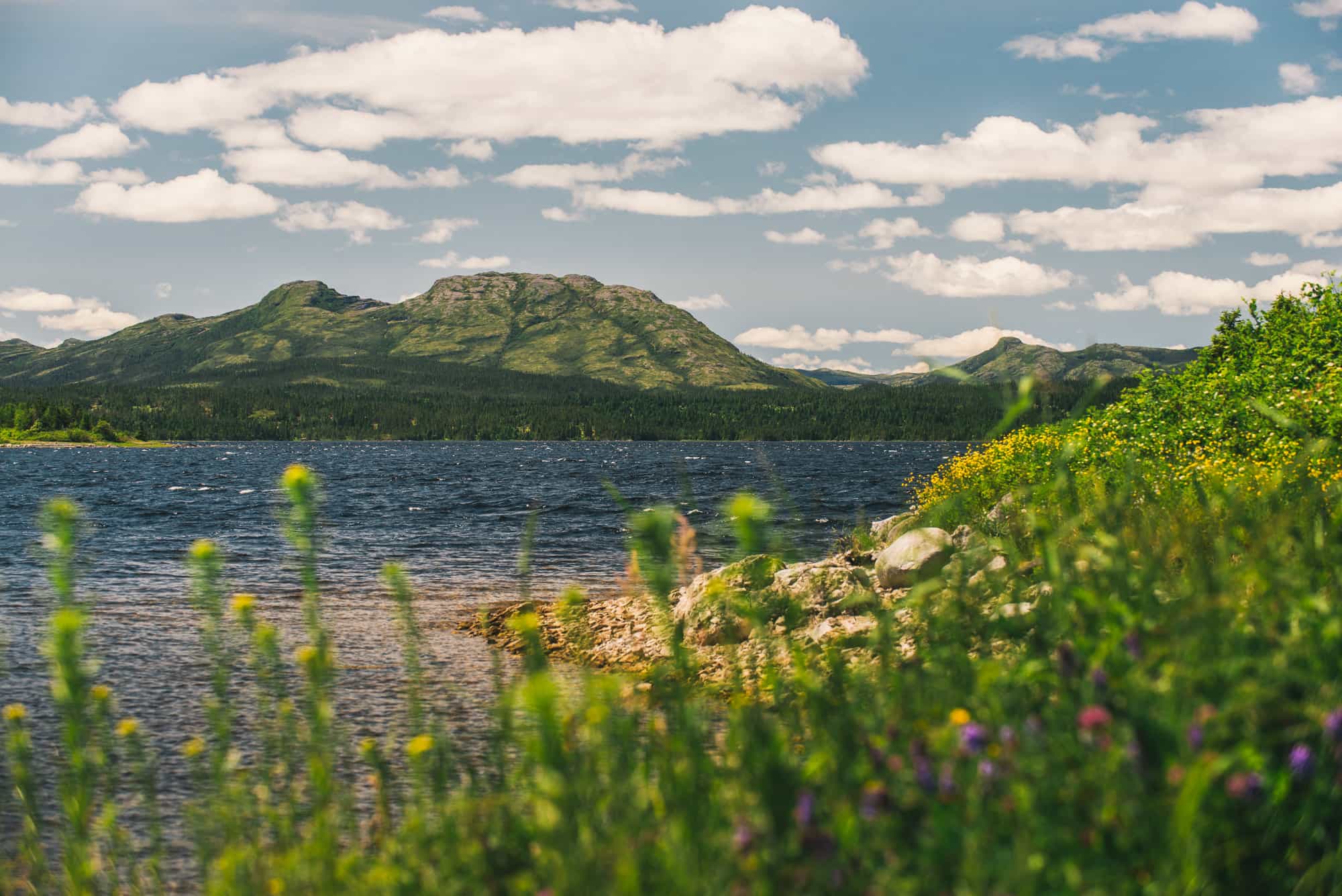 I shot this in the summer of 2017 and it quickly became my favorite photo of my whole trip out to the west coast and Northern Peninsula. The flowers that naturally lead your eye across the ocean bay up into distant hills give depth and scale to a colorful photograph. If you ever find yourself in the northern reaches of Newfoundland’s Great Northern Peninsula I urge you ot visit Roddickton, essentially as far down the main road you can travel till you hit water. It’s a delightful community with a lot of opportunity to explore and hike, blazing your own trail along the coast. This photograph features some of what you’d see if you did venture out that way.